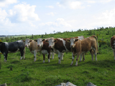 0804 Ireland Cows